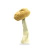 Buy Malabar Coast mushroom