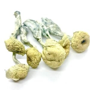 Mazatapec Mushrooms