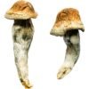 penis envy mushroom strain