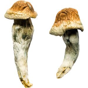 penis envy mushroom strain