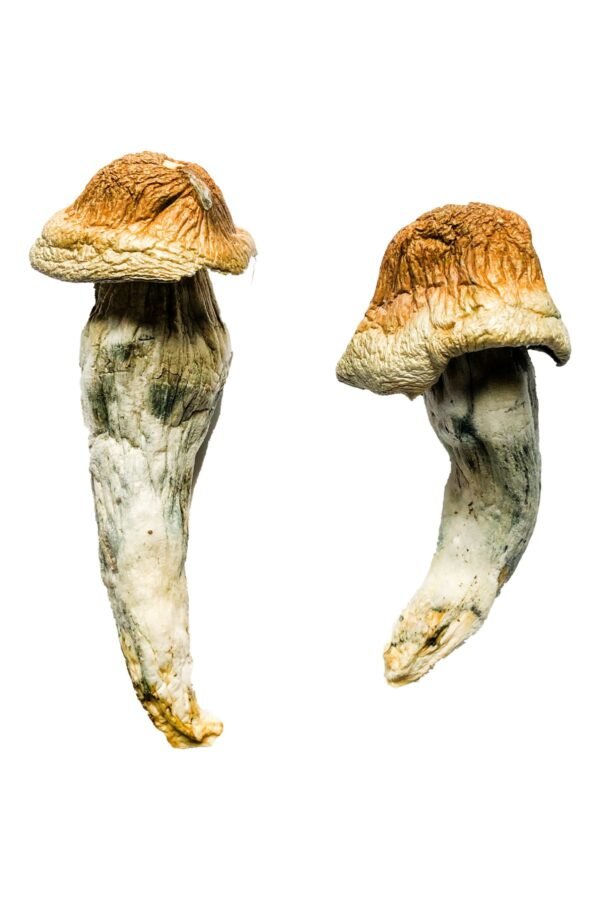 penis envy mushroom strain