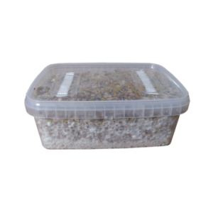 B cubensis grow kit