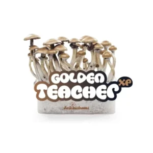 Buy Golden Teacher Mushrooms Grow Kit