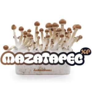 Buy Mazatapec grow kit