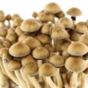 Magic shrooms grow kit