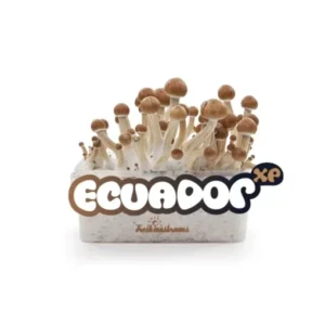 Ecuador cubensis grow kit